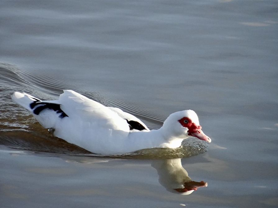 Muscovy duck